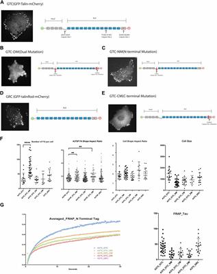 Differential Talin cleavage in transformed and non-transformed cells and its consequences